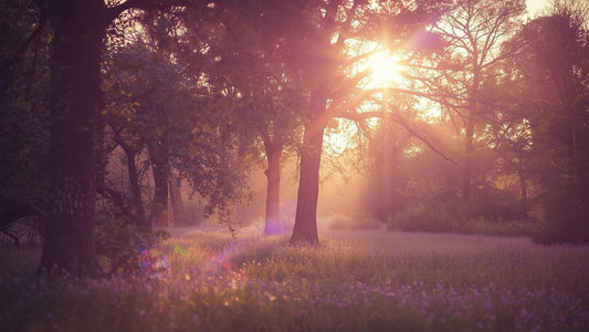 de zon die doorbreekt tussen de bomen in het bos