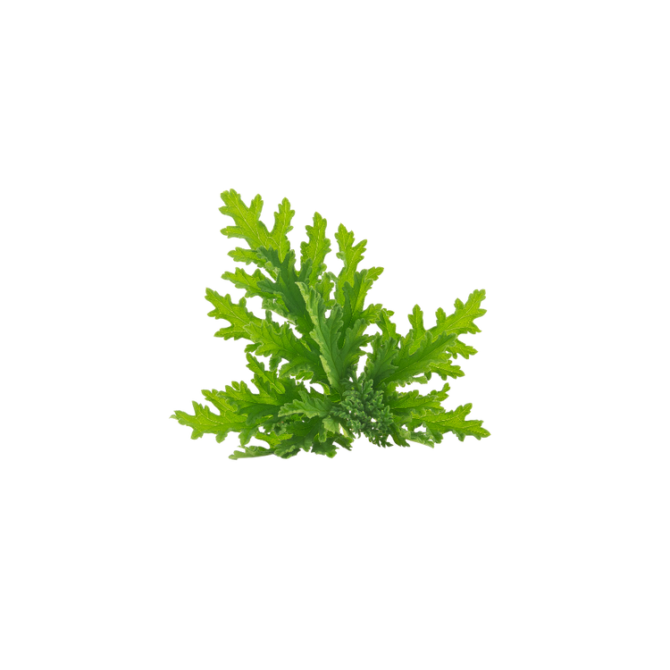 Citronella