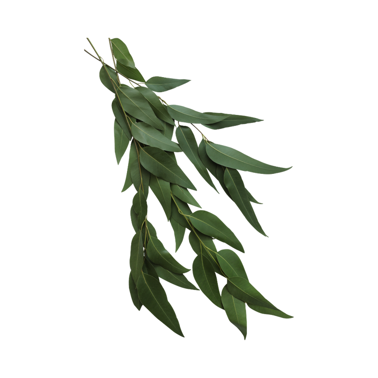 Eucalyptus