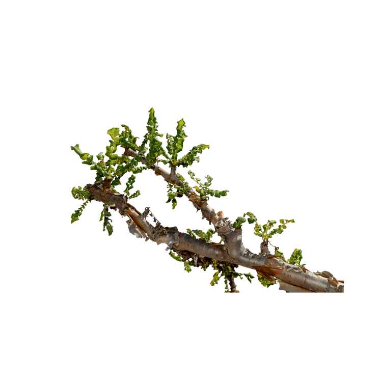 Frankincense
