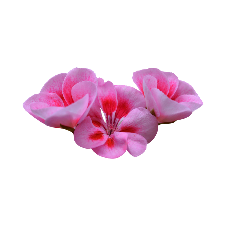 Geranium