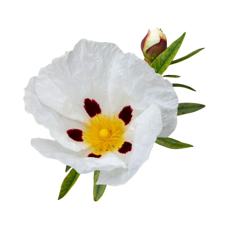 Labdanum
