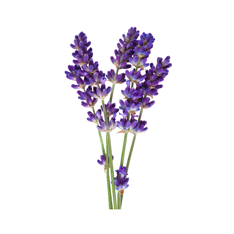 Lavendel