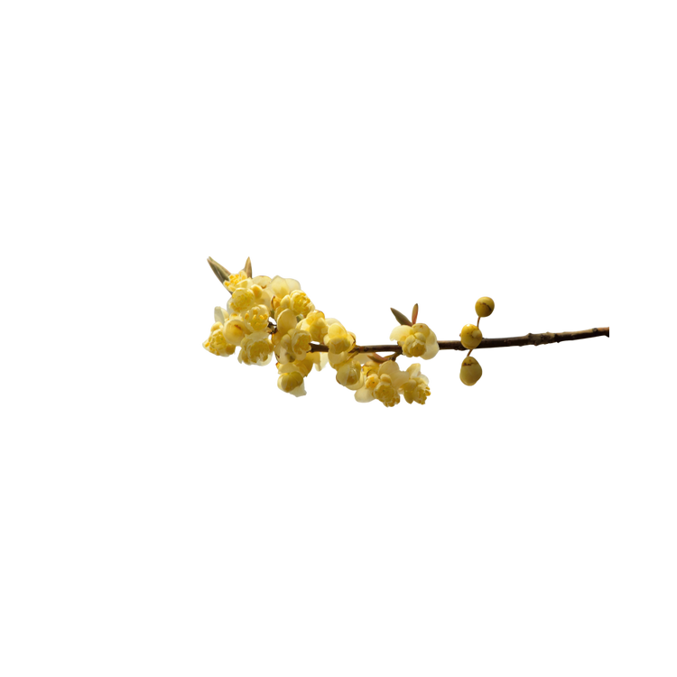 Litsea Cubeba