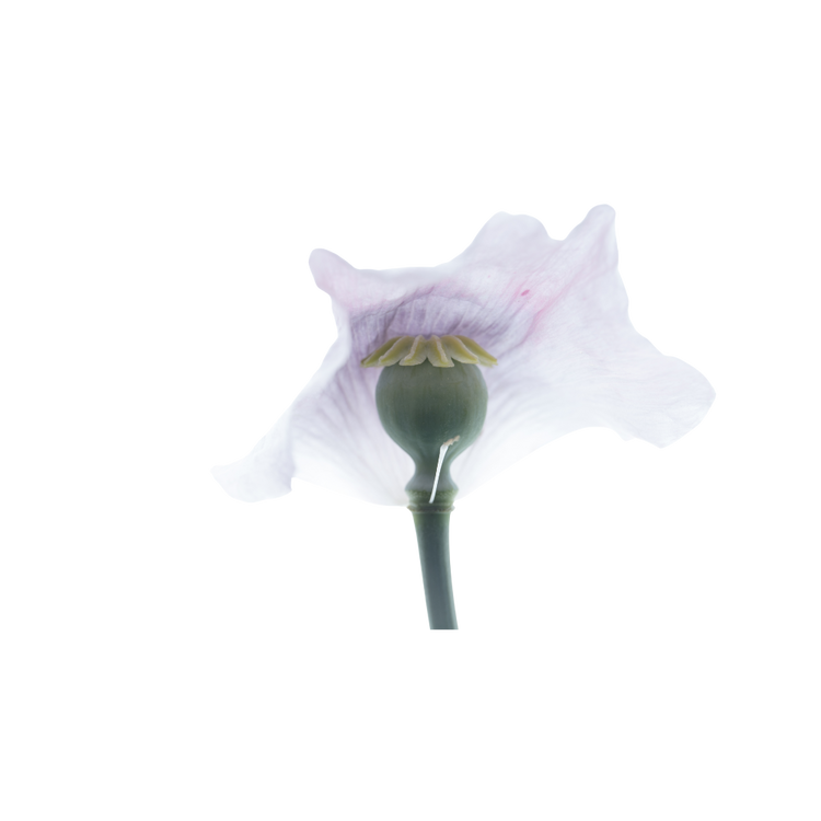 Opium