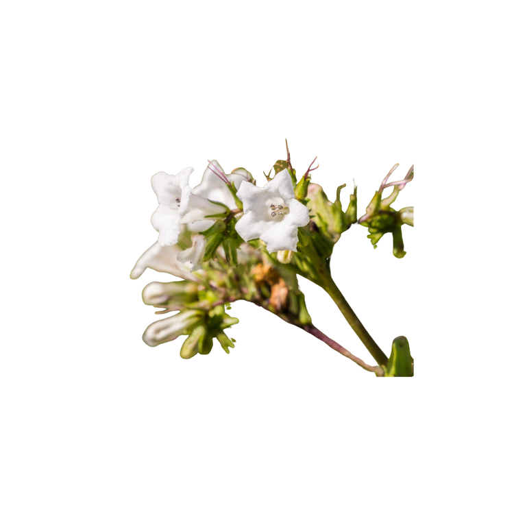 Yerba Santa