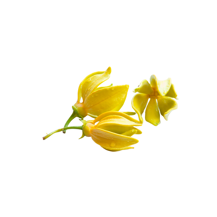 Ylang Ylang