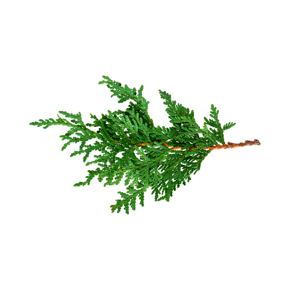 groene takjes cederhout