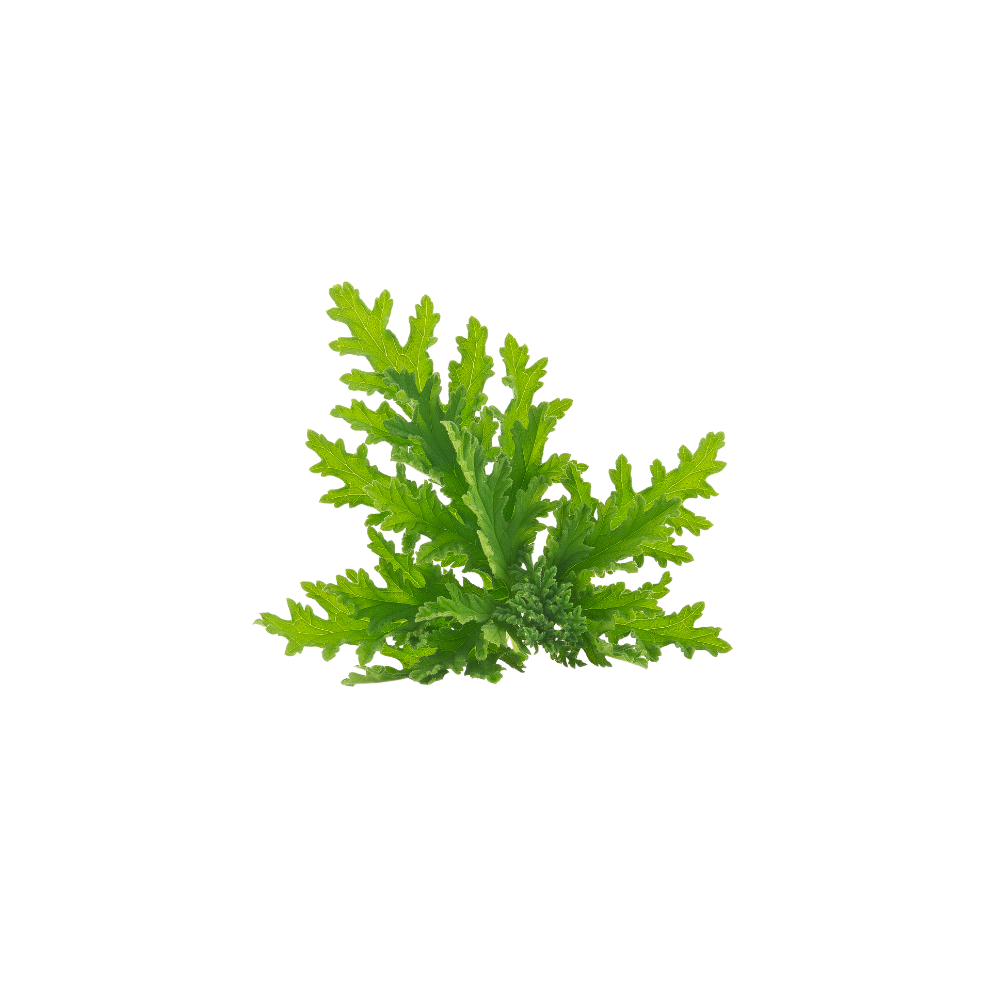 citronella bladeren