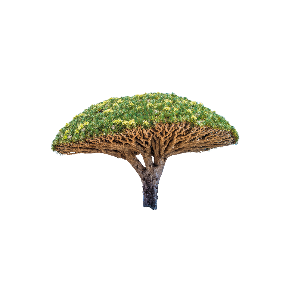 een Dragon Blood boom