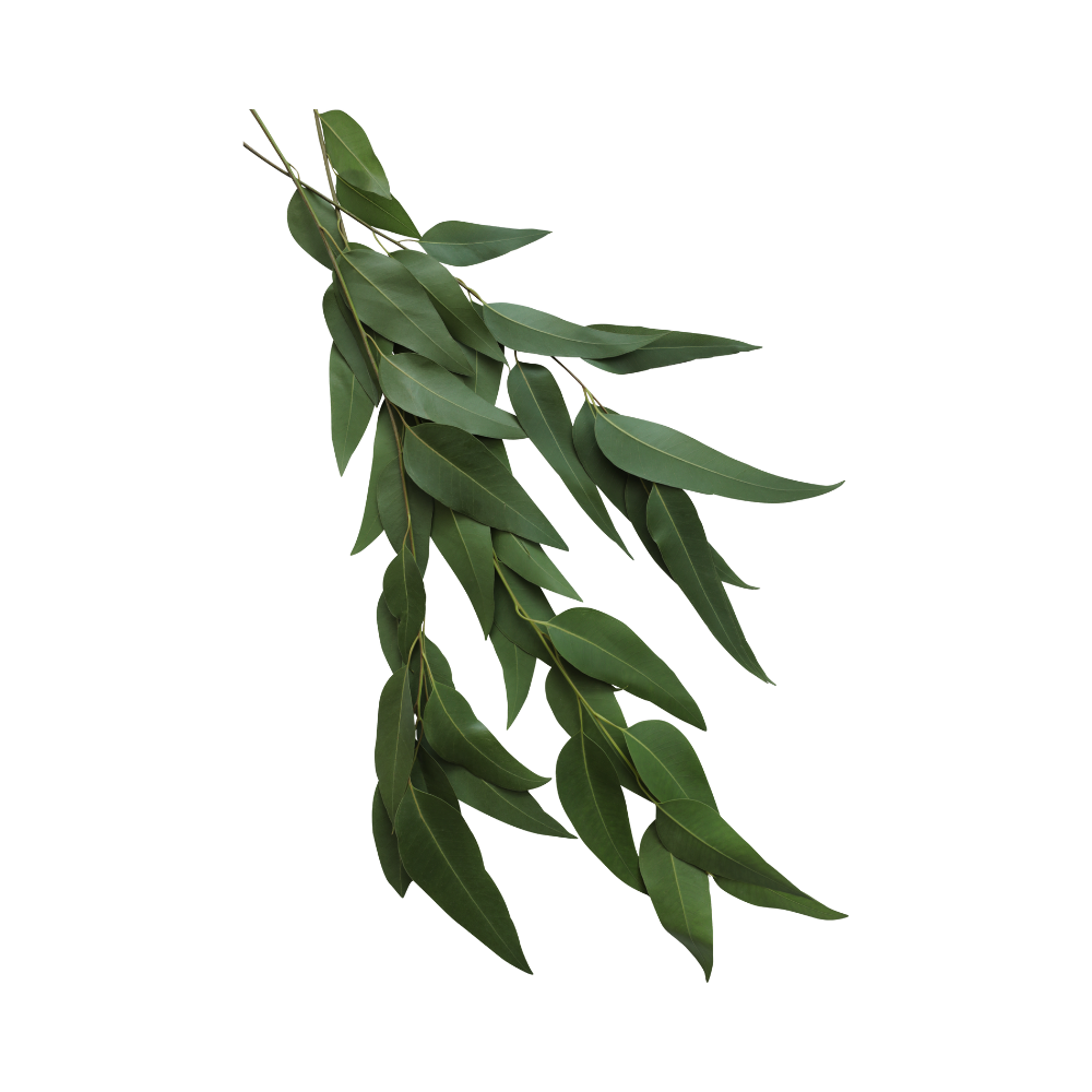 een tak met eucalyptus bladeren