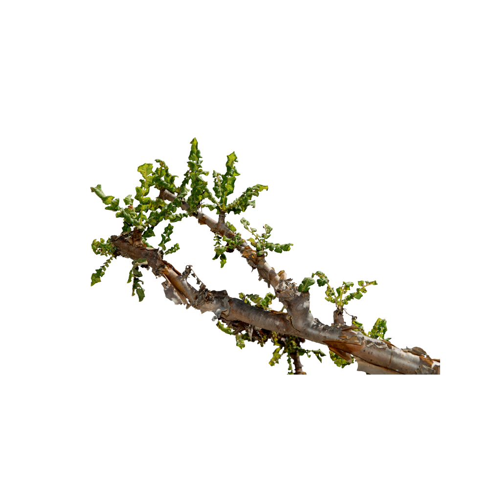 een stuk takje met blaadjes voor de geur Frankincense