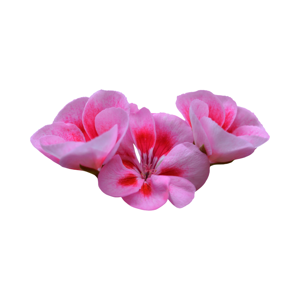 3 roze geranium bloemen
