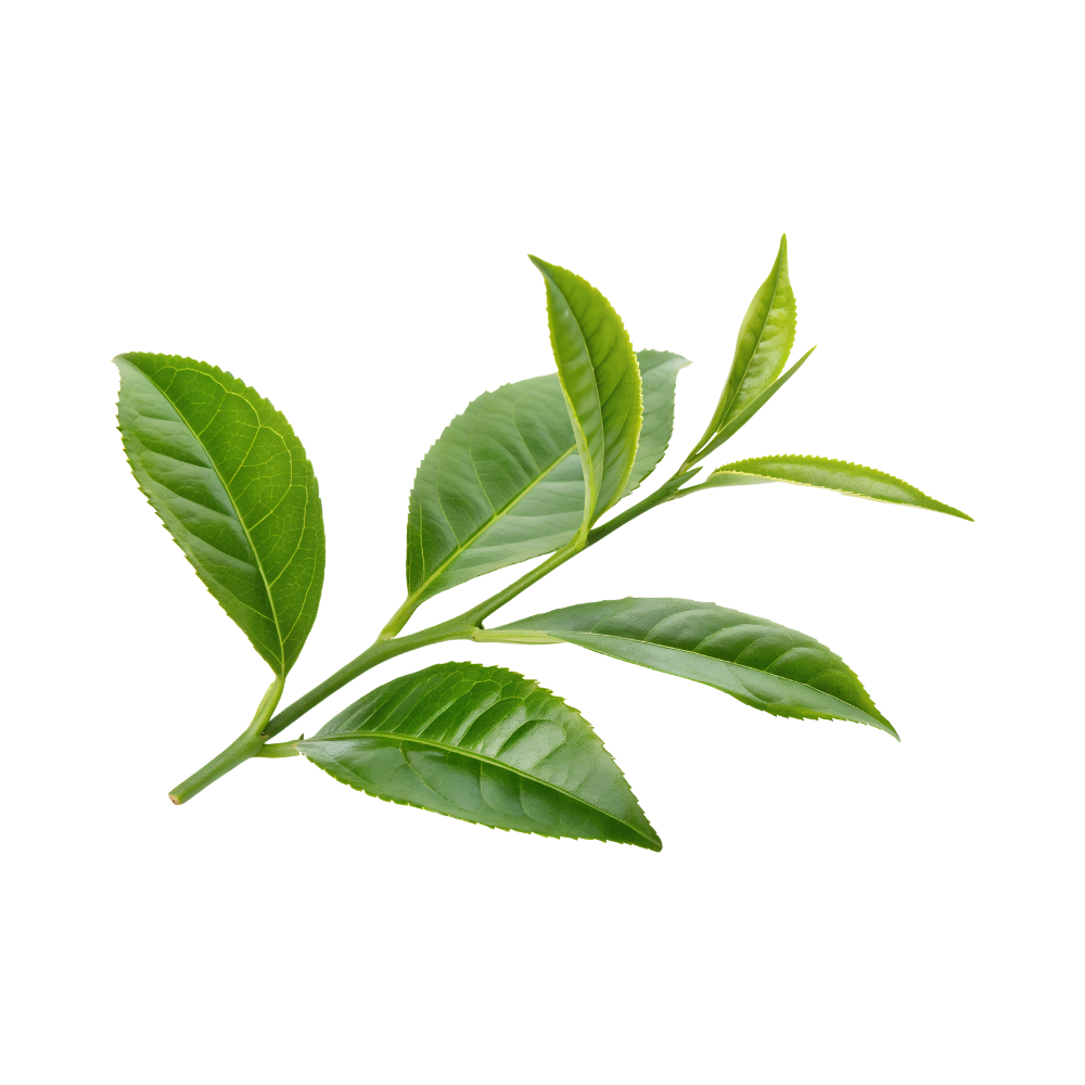 Groene Thee bladeren aan een steel