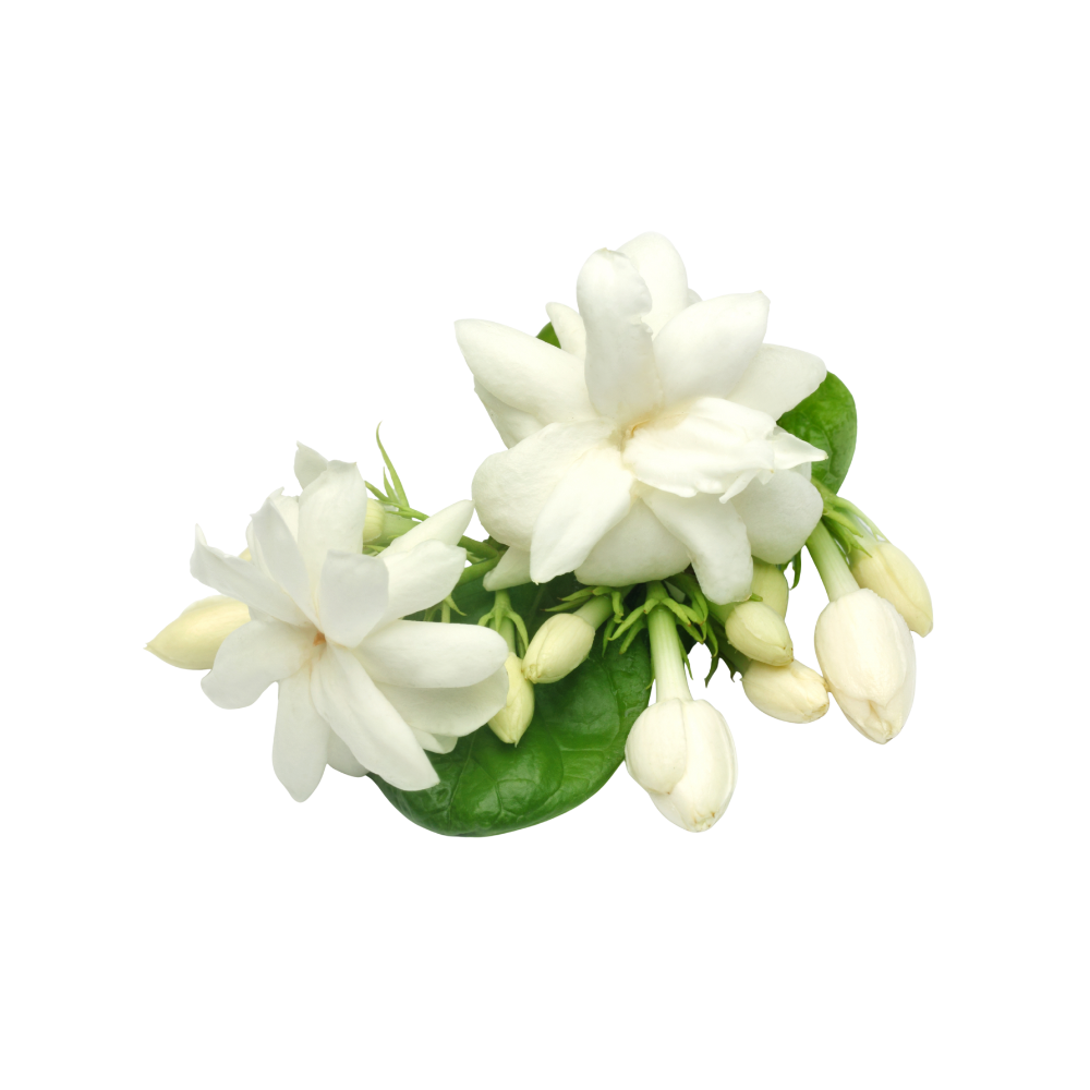 Jasmijn bloemen in bloei