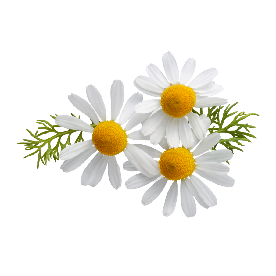 3 bloeiende Kamille bloemetjes