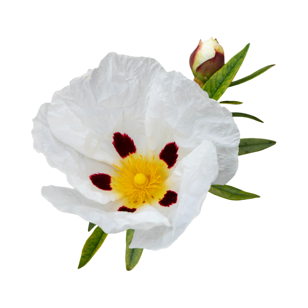 Labdanum bloem in bloei