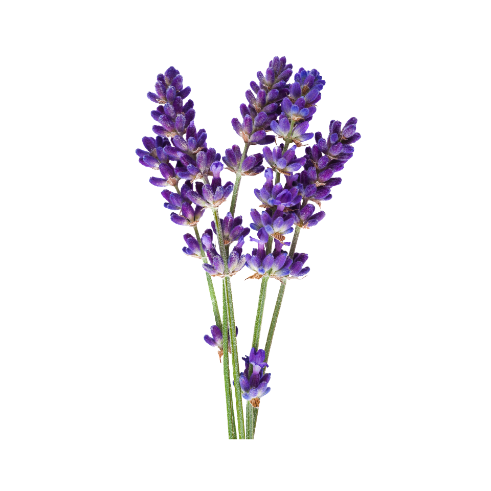 enkele bloeiende lavendel stengels