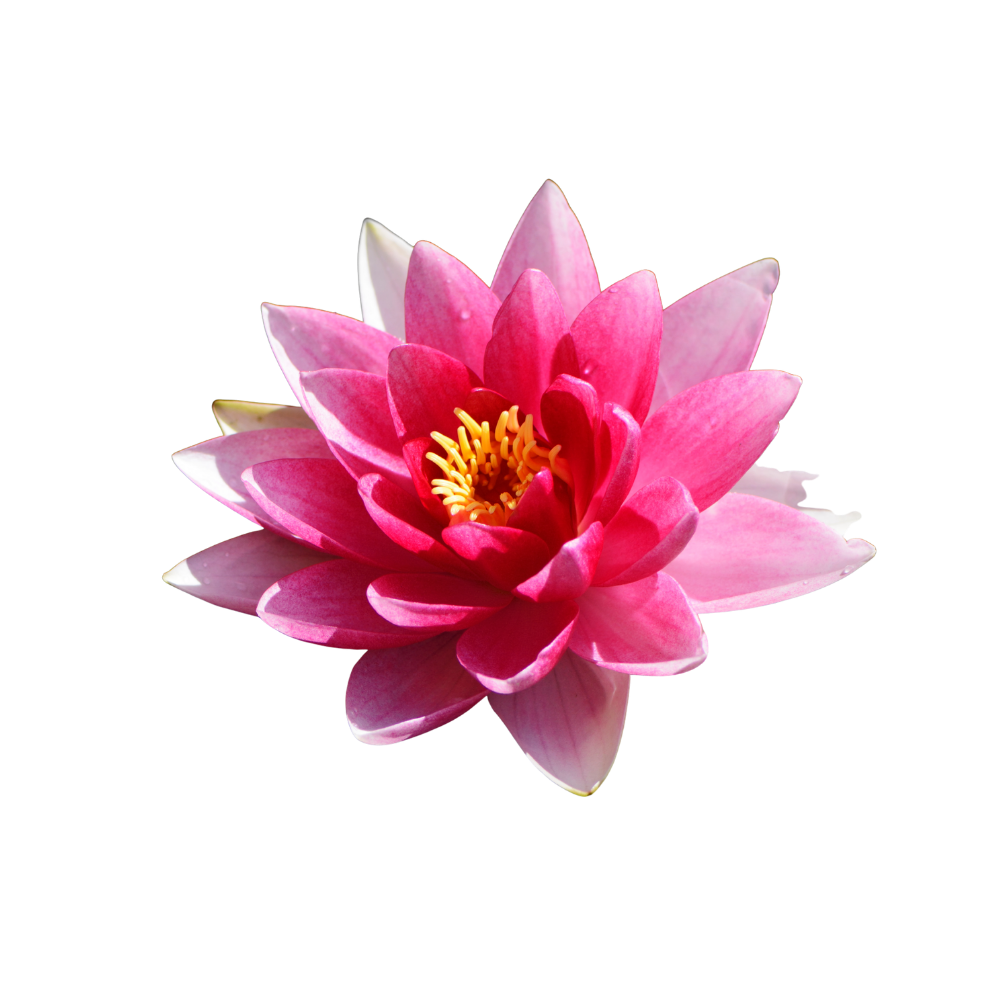 lotusbloem op transparante achtergrond