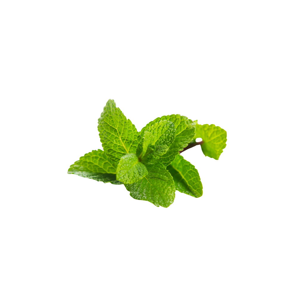 groene verse blaadjes munt