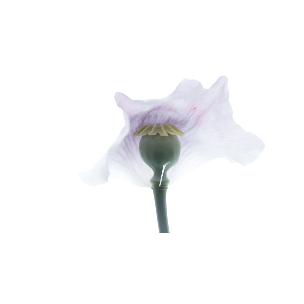 opium bloem in bloei