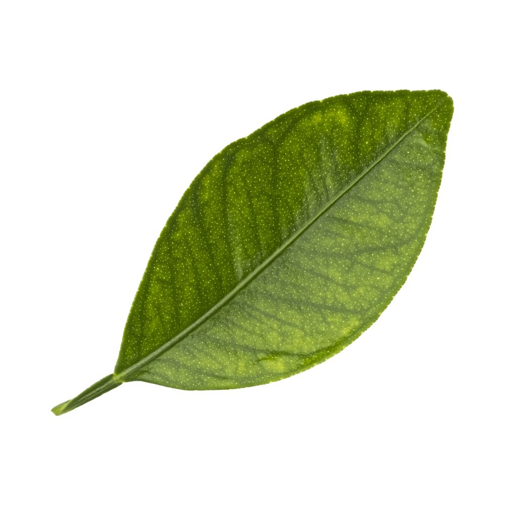 een blad voor de geur petitgrain