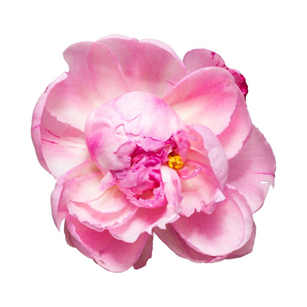 een Pioenroos in bloei