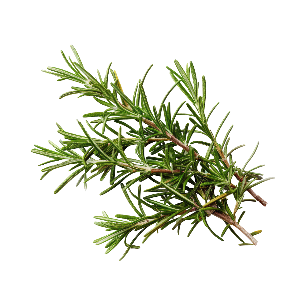 takjes van rozemarijn