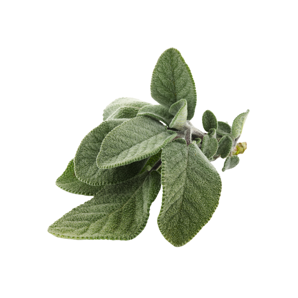 een takje met salie bladeren