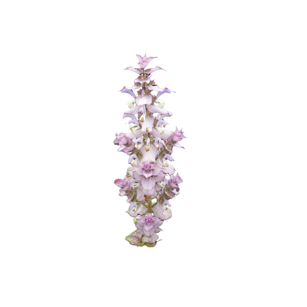 scharlei bloemen