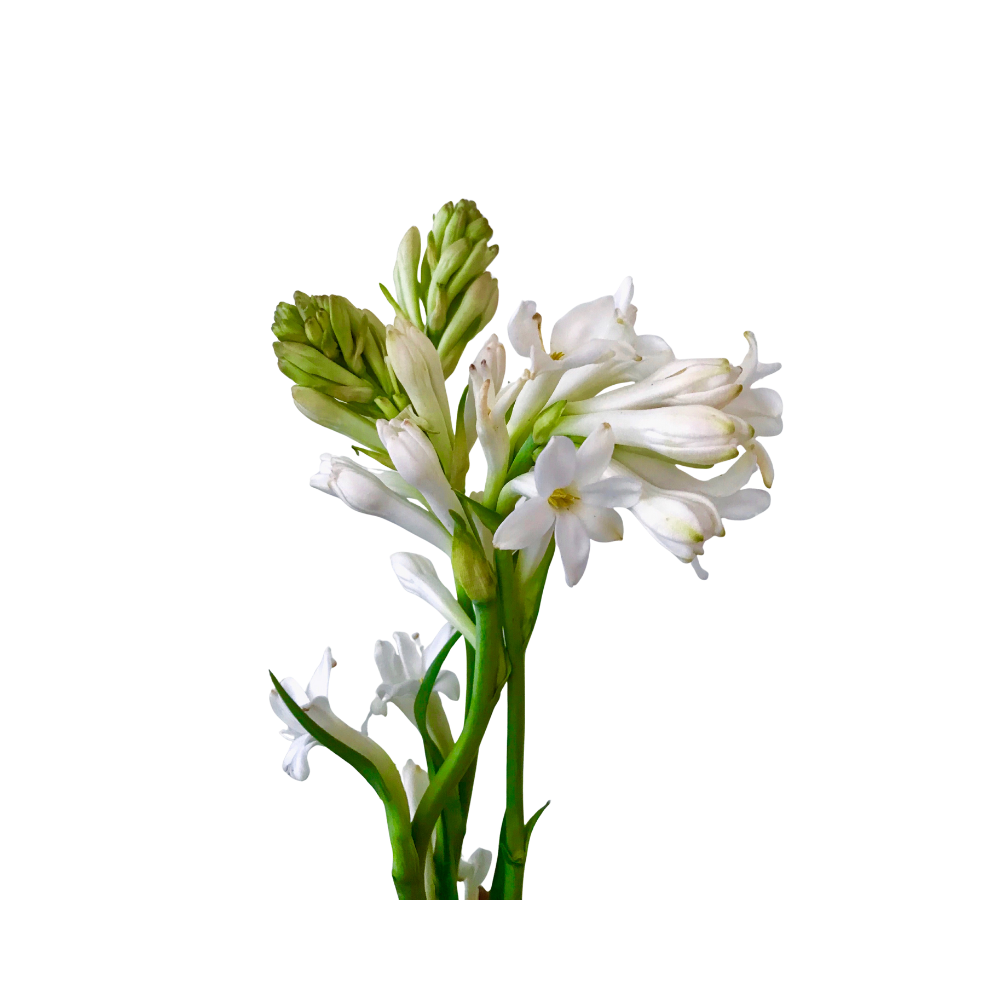 Tuberose in bloei