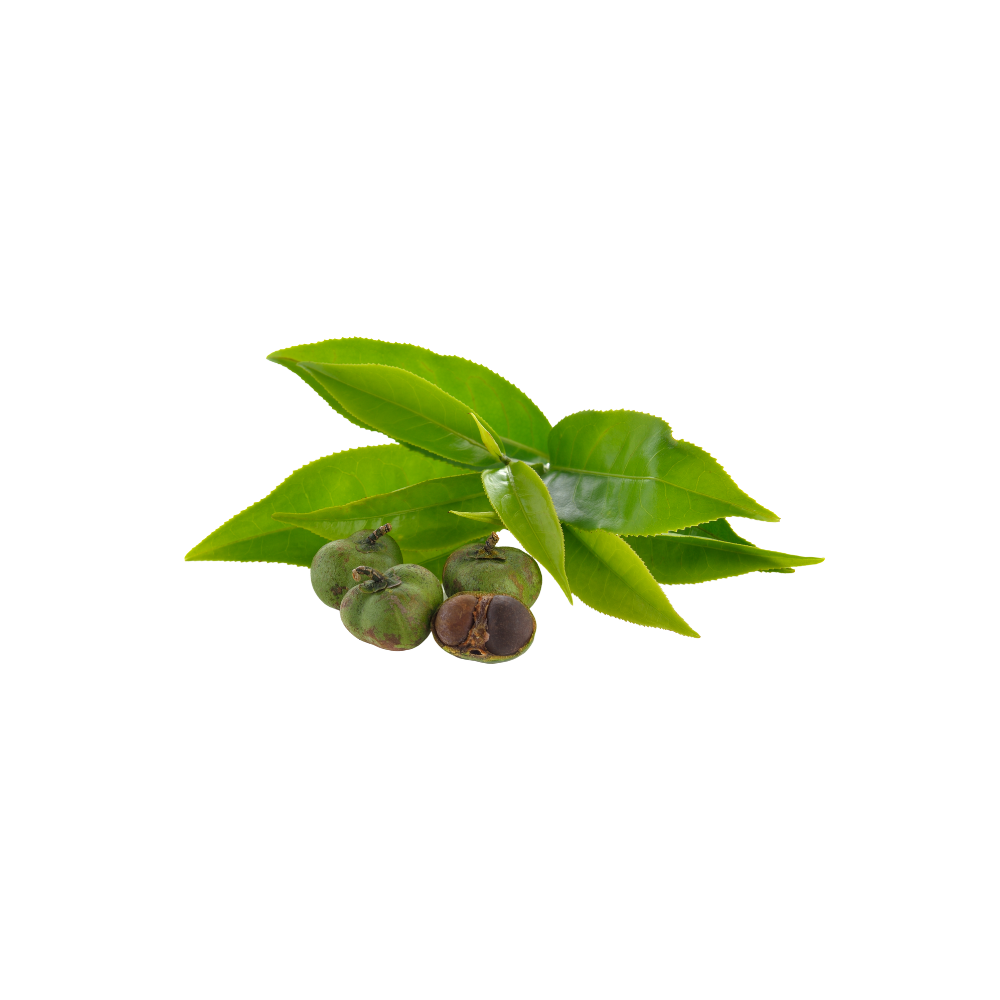 groene Witte Thee bladeren