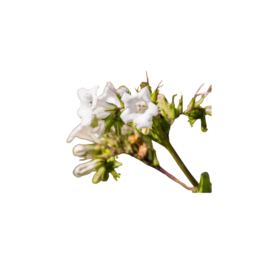 Yerba Santa bloemen in bloei