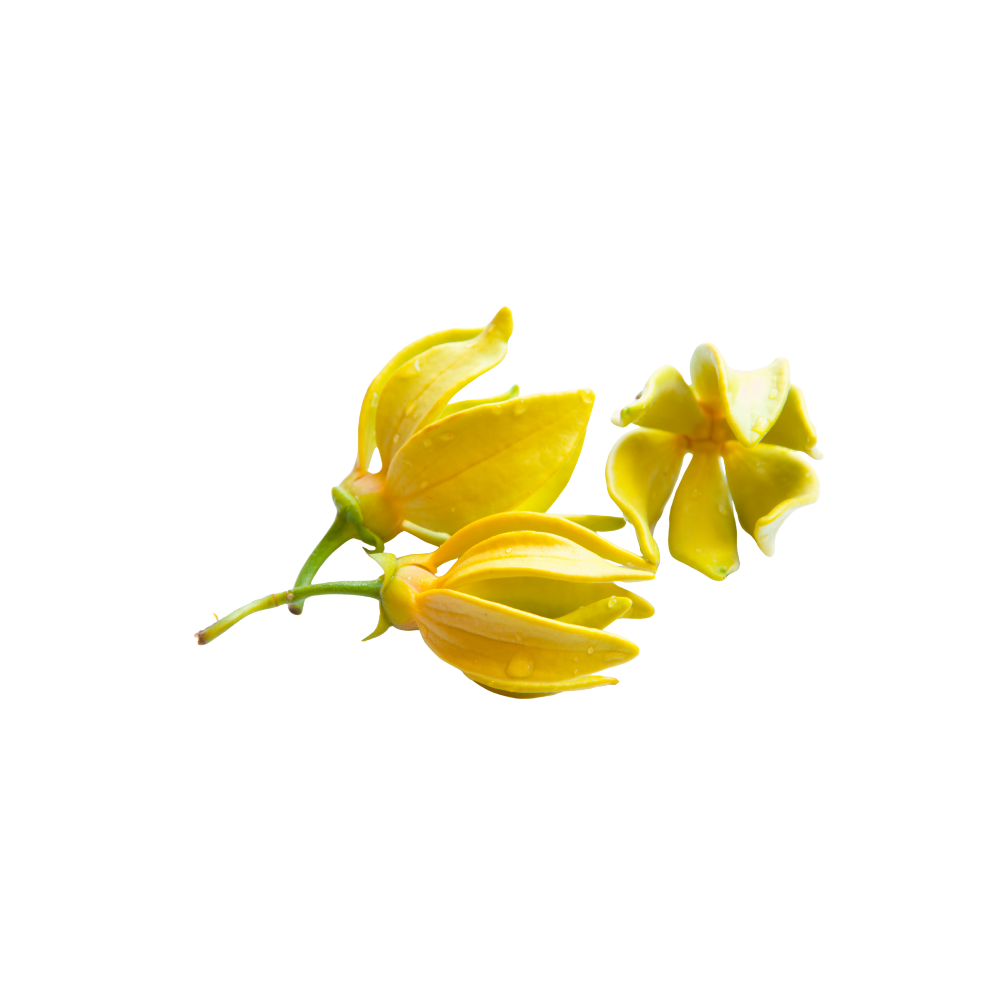 Ylang Ylang bloemen in bloei